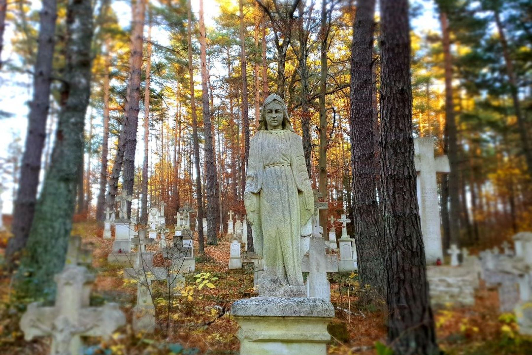 Roztocze Stara Huta Leśny cmentarz na Roztoczu.